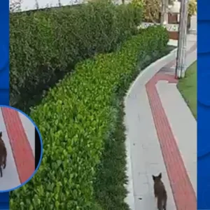 Inquérito sobre morte do cão Orelha é finalizado pela polícia.| Foto: Reprodução SCC10