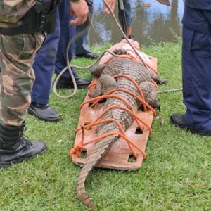 Jacaré de grande porte é achado em bueiro de Florianópolis | Foto: CBMSC 