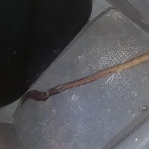 Foto: PMSC/Reprodução