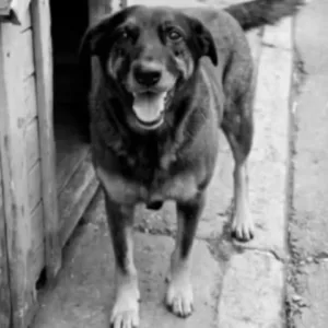 Justiça de SC autoriza e corpo de cão Orelha é exumado - Foto: Divulgação/Redes Sociais