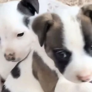 Justiça determina apreensão de pit bulls em Alfredo Wagner | Foto: MPSC