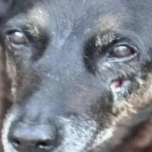 Laudo Pericial do cão 'Orelha' descarta fraturas, mas não exclui traumatismo craniano