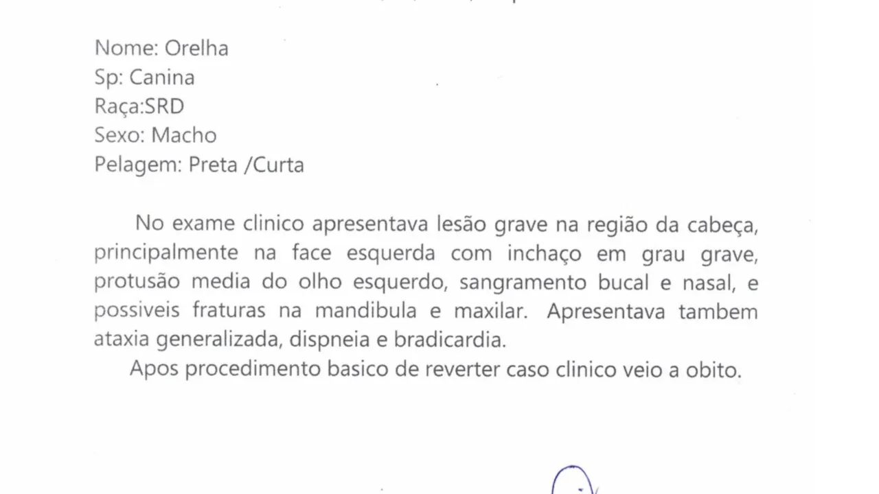 Laudo veterinário aponta lesões graves no cão Orelha
