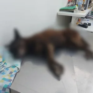 Foto: investigação