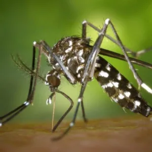 Mãe e filho são diagnosticados com chikungunya e dengue em Xanxerê | Foto: Banco de imagens