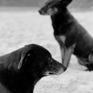 Morre Pretinha, companheira do cão Orelha na Praia Brava