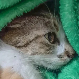 Mulher é presa após jogar gata do 12º andar de prédio | Foto: Polícia Civil do Paraná