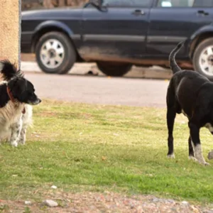PM de Curitibanos age após cães soltos ameaçarem pedestres