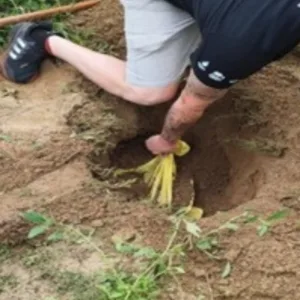 Homem de 63 anos é preso por matar cães a machadadas - Imagem: reprodução/ PMSC