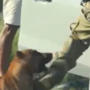 Policial é mordido por cão e dispara durante abordagem
