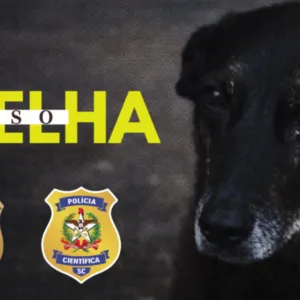 Polícia pede internação de adolescente por morte do Cão Orelha - Imagem: reprodução/ Polícia Civil