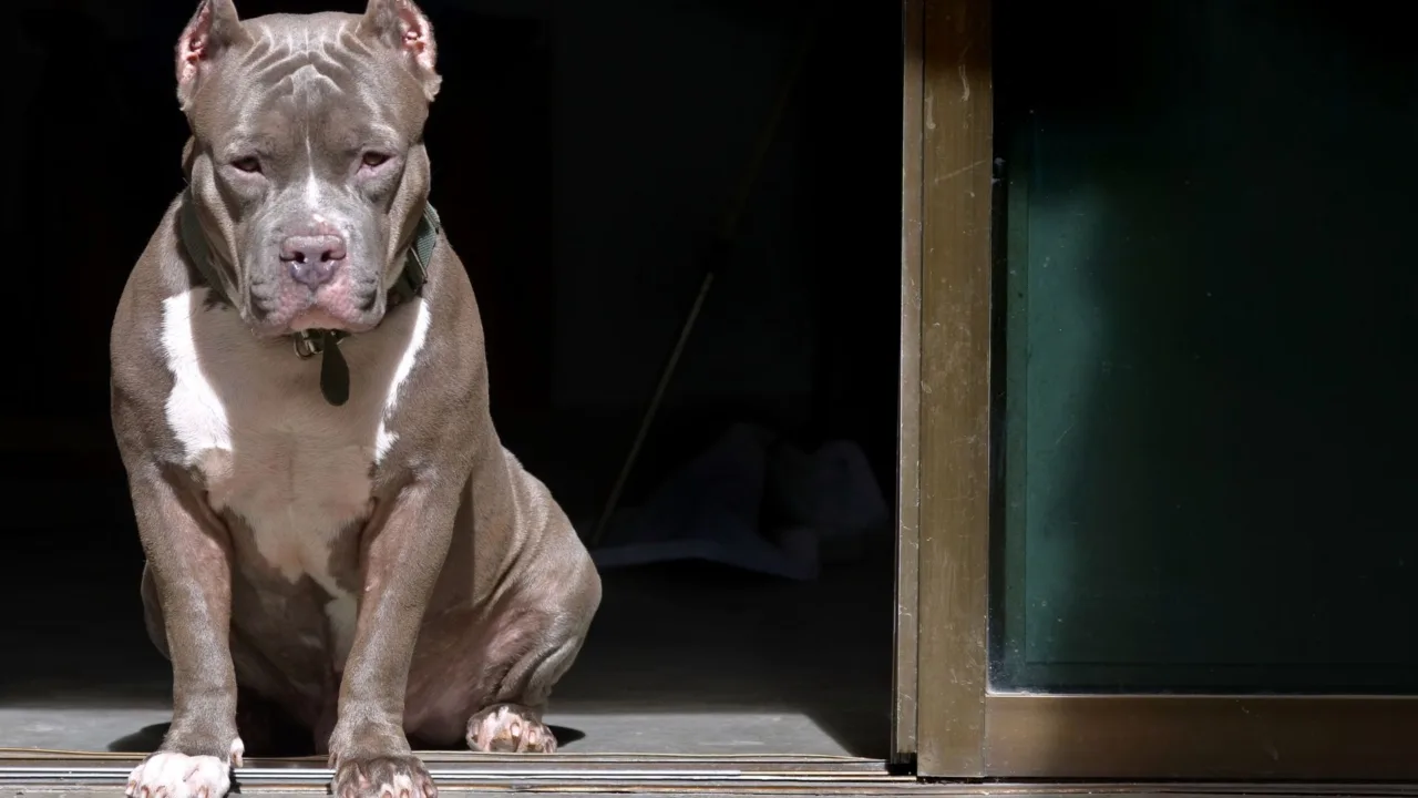 Pitbull solto invade casas, mata cão e é morto pela PM