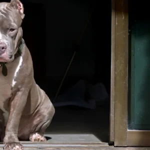 Pitbull solto invade casas, mata cão e é morto pela PM | Foto: ilustrativa/Canva 