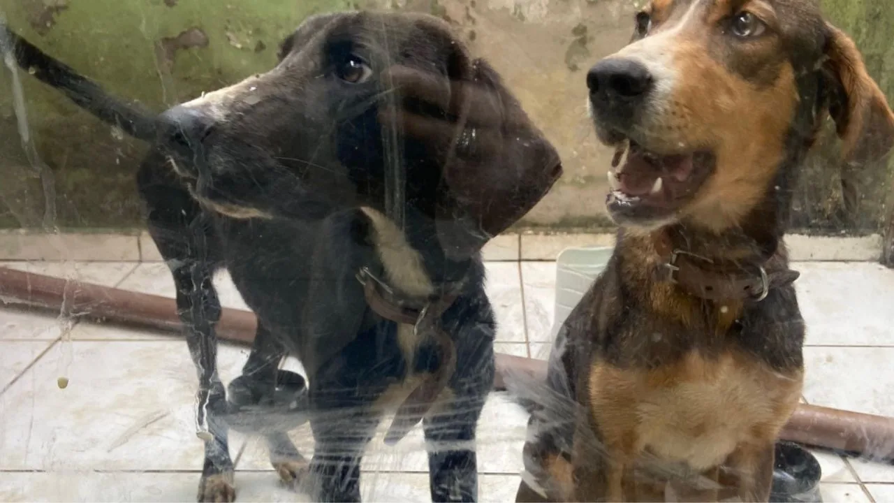 Tutor é indiciado por maus-tratos a cães em Curitibanos