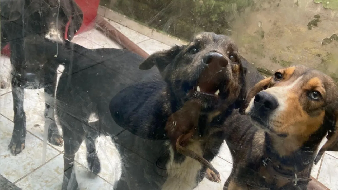 Tutor é indiciado por maus-tratos a cães em Curitibanos