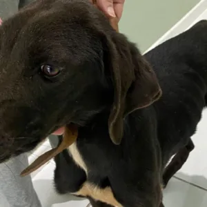 Tutor é indiciado por maus-tratos a cães em Curitibanos | Foto: Reprodução