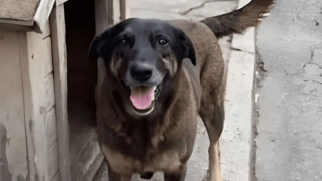 Polícia Civil finaliza inquérito do Caso Orelha
