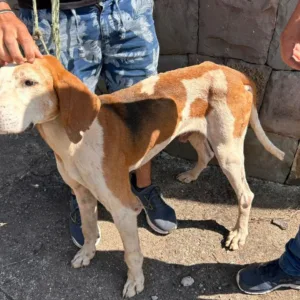 Polícia Civil recupera cão furtado há quatro anos em Lages | Foto: Reprodução