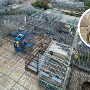 Polícia prende homem e resgata 247 animais em Blumenau