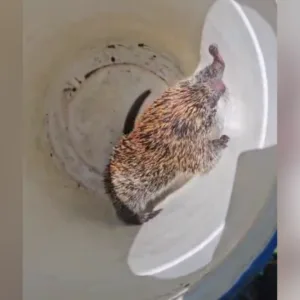 VÍDEO porco-espinho é resgatado em residência no Litoral Norte de SC
