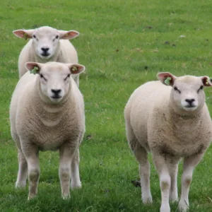 Primeiro Texel do Milhão será realizada na ExpoFemi 2026 | Foto: Pixabay