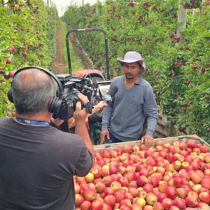 Produção de maçã anima produtores em São Joaquim (2)