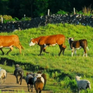Programa Olho Bom moderniza controle de trânsito de animais em SC