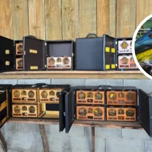 Rinha ilegal é fechada e 153 aves são resgatadas em SC =-- Foto: PMSC