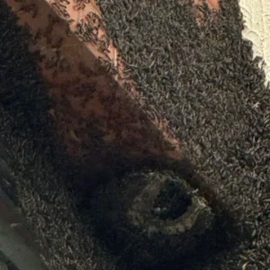 SC registra mais de 80 ocorrências com insetos e animais silvestres | Foto: divulgação CBMSC 