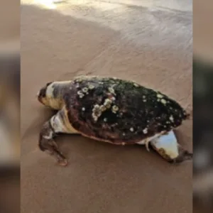 Tartaruga é encontrada morta em praia de Florianópolis