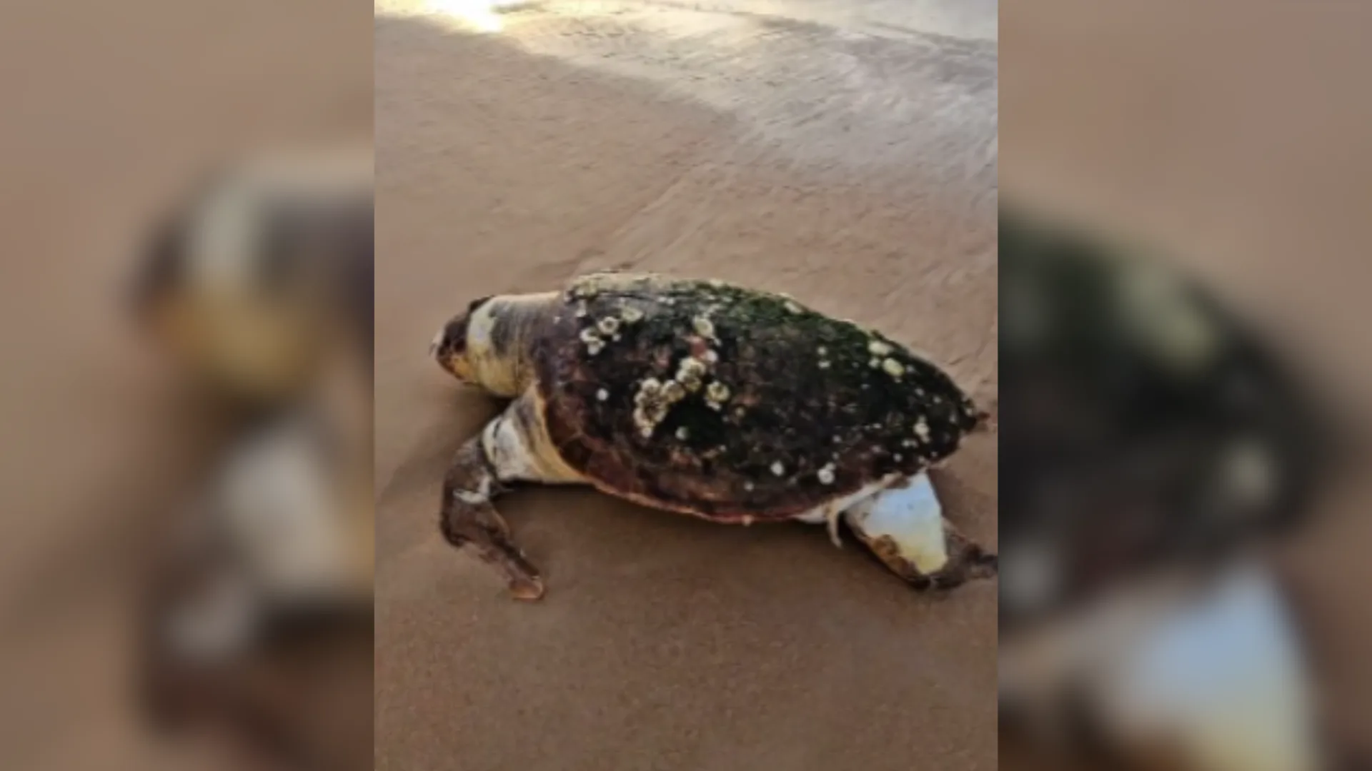 Ocorrência foi registrada na Lagoinhas do Leste, na tarde de terça-feira (23)