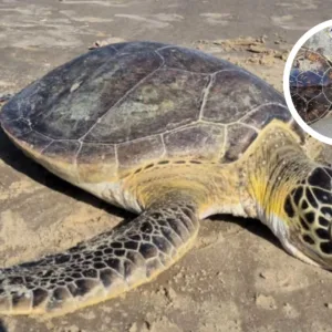 Tartarugas morrem com plástico no estômago e corda presa ao pescoço em SC