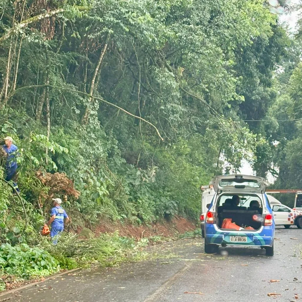 Tempestade com granizo derruba árvores e provoca estragos em Videira (1)