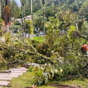 Ventania provoca quedas de árvores em Joinville