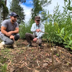 Vime a força da tradição e sustentabilidade na Serra