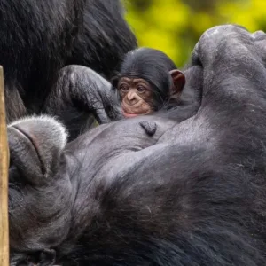 Zoológico abre votação para batizar o filhote de Chimpanzé