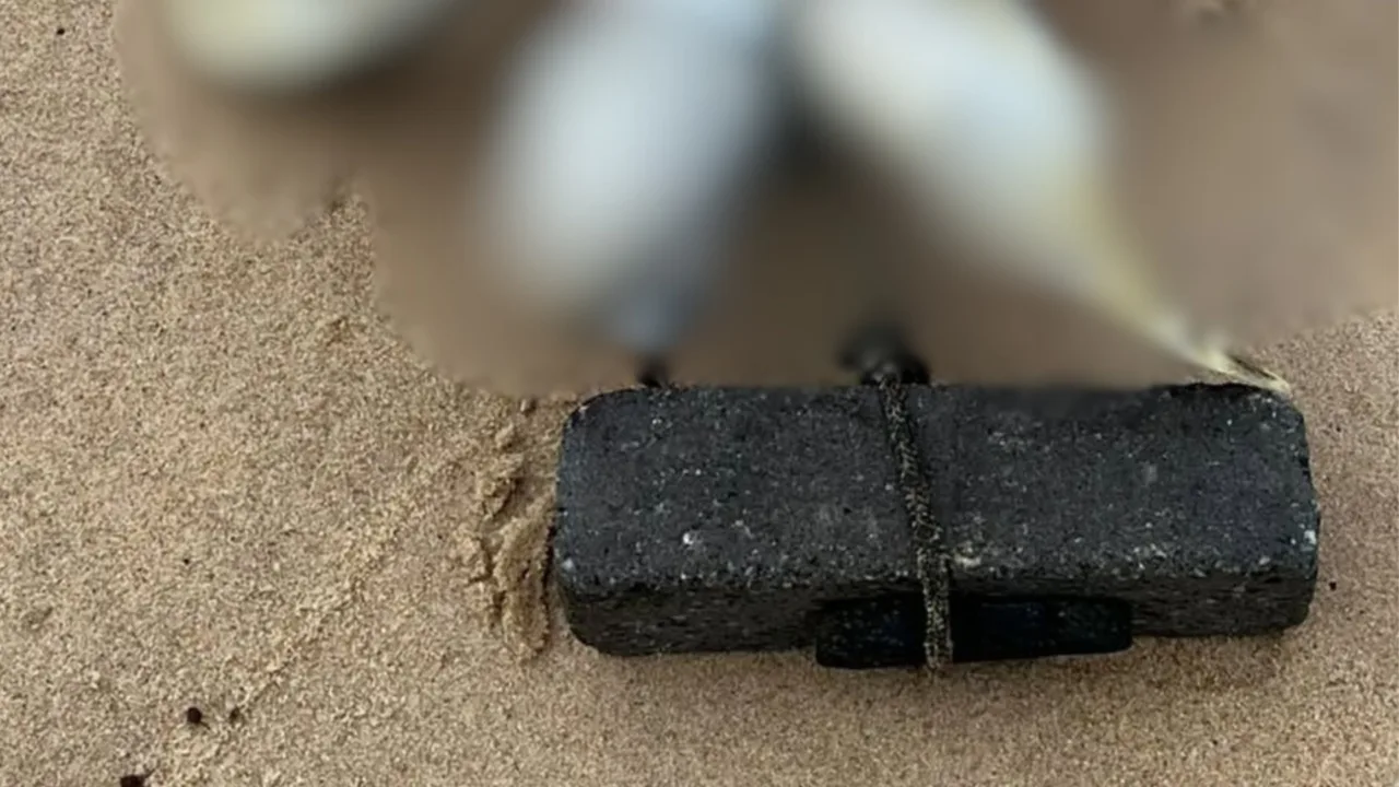 Tartarugas morrem com plástico no estômago e corda presa ao pescoço em SC