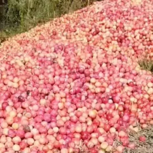 50 toneladas de ameixa são descartadas por produtor em Urubici