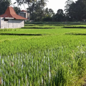 Arroz perde espaço na mesa e acende alerta no campo em SC