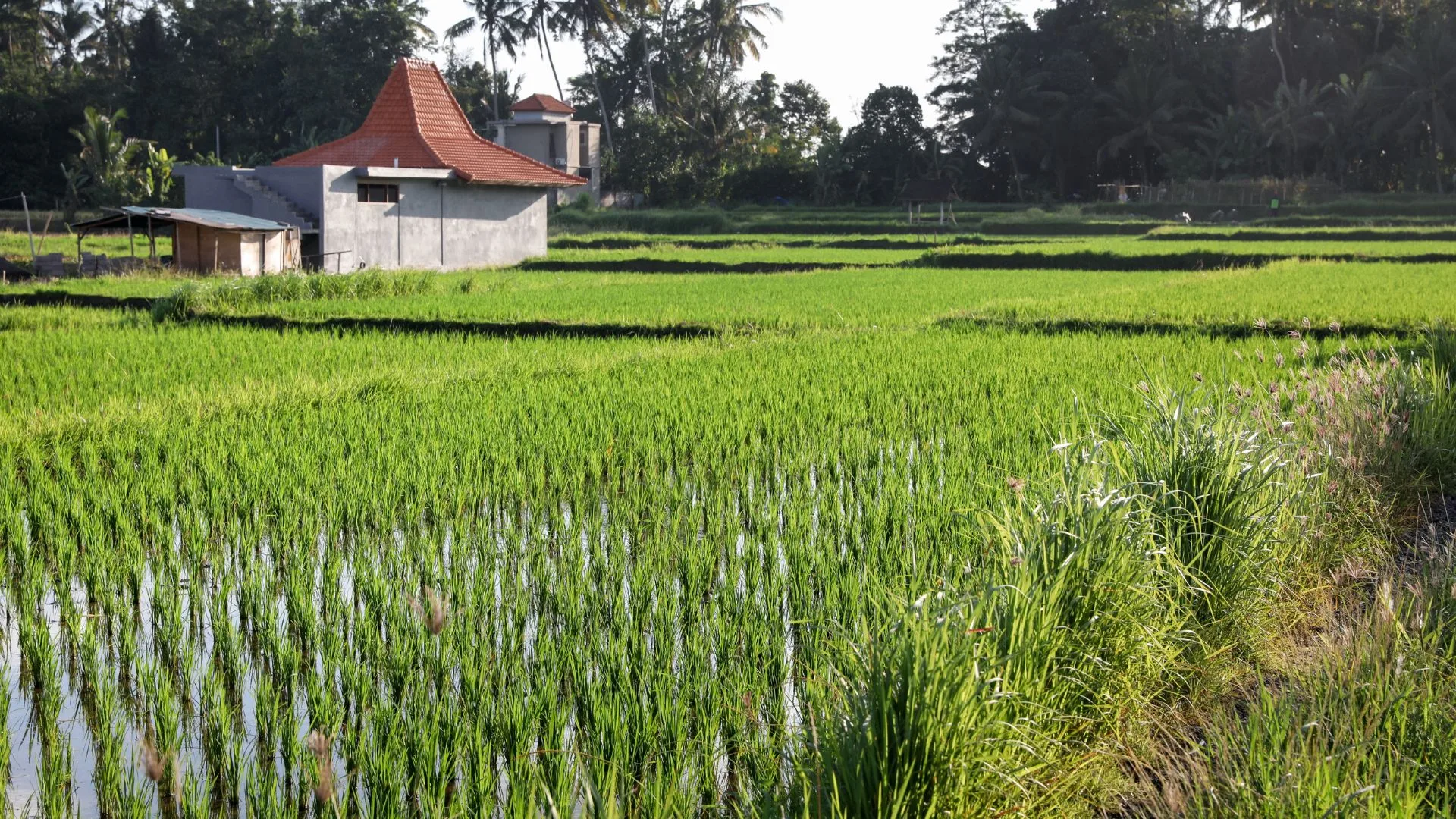 O alerta foi reforçado pelo Sindicato das Indústrias de Arroz de Santa Catarina (SindArroz-SC), que já vinha sinalizando dificuldades crescentes para o setor