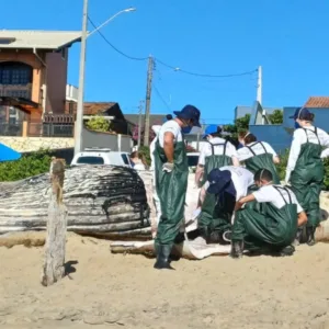 Baleia-jubarte é encontrada em praia de SC
