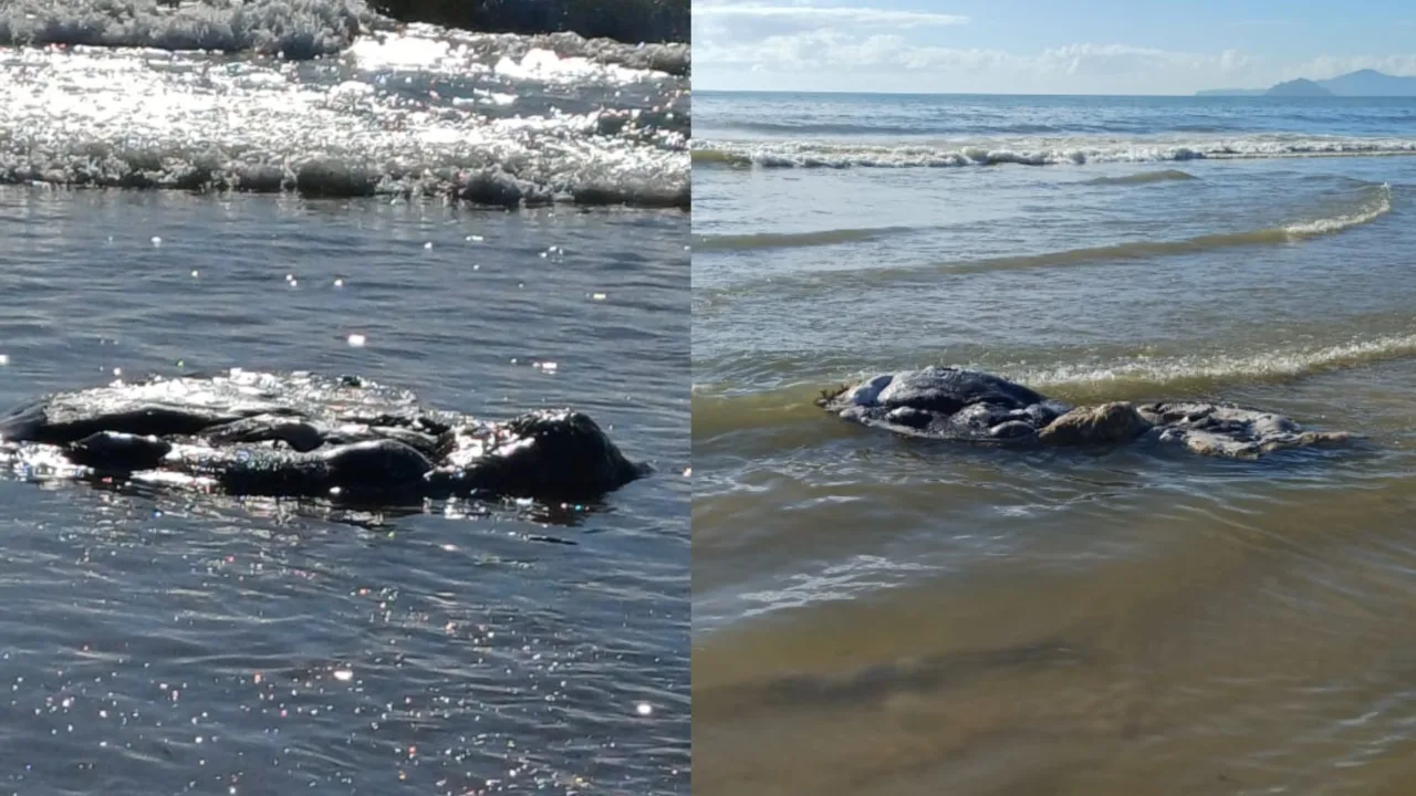 Baleia-jubarte é encontrada em praia de SC