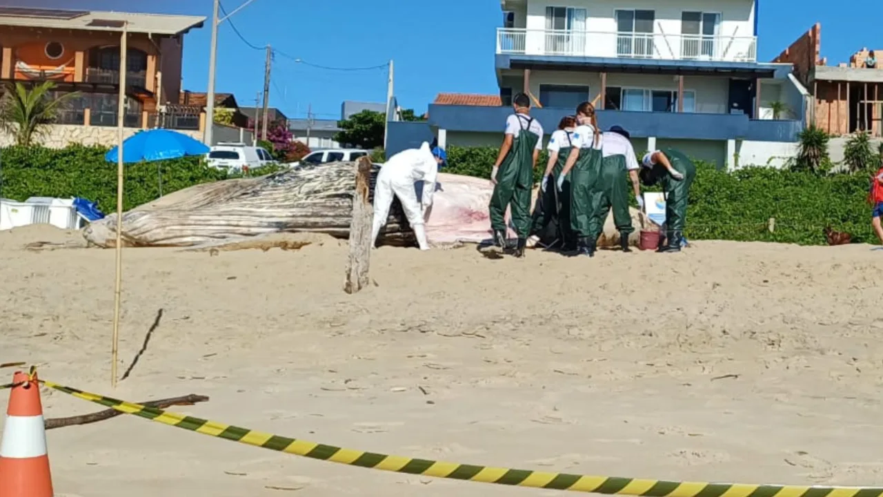 Baleia-jubarte é encontrada em praia de SC