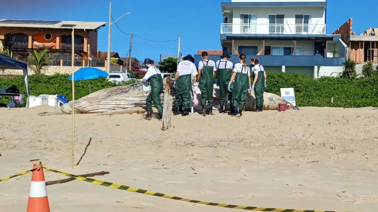 Baleia-jubarte é encontrada em praia de SC
