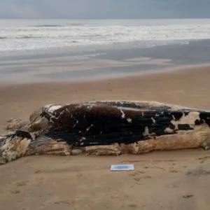 Foto: @resgatemarinhouniville/Reprodução