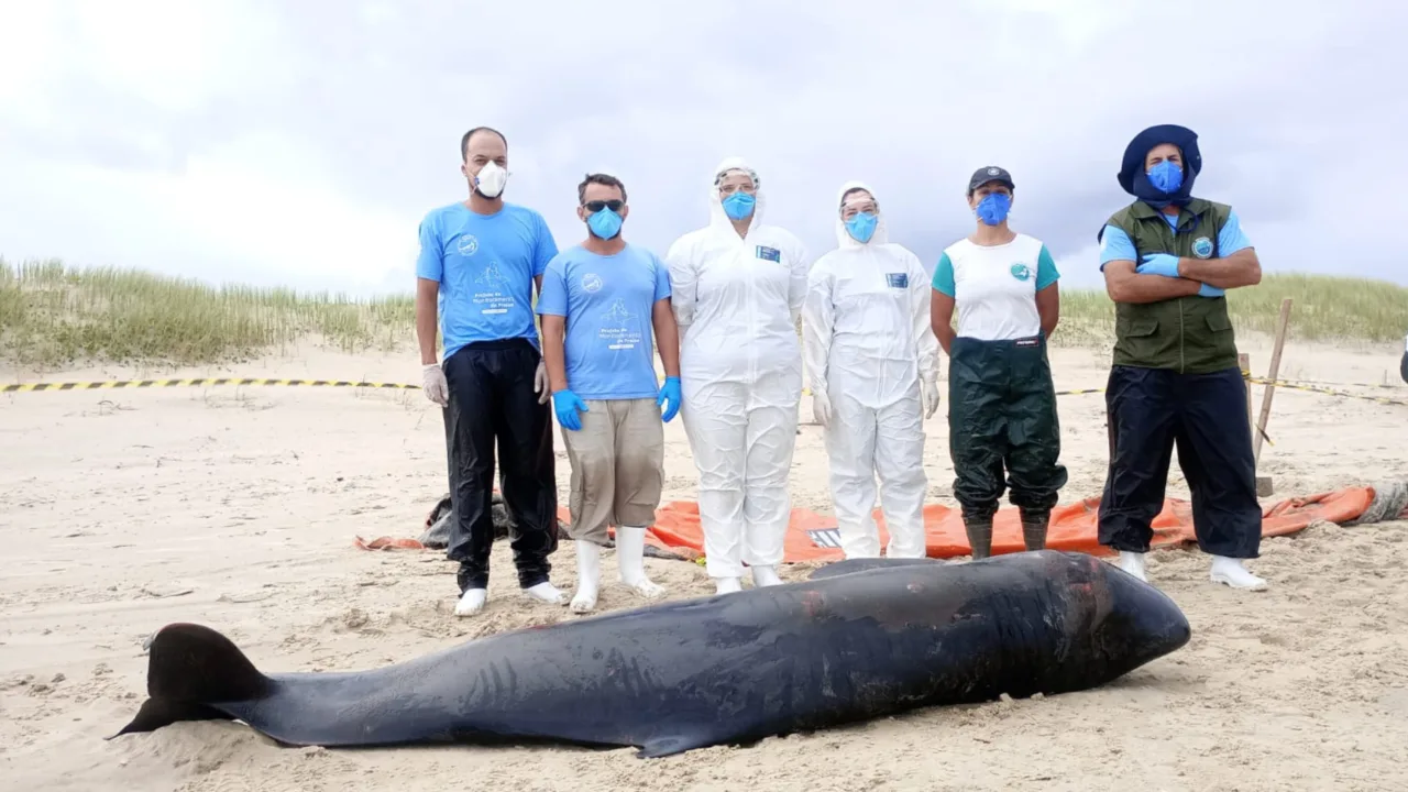Baleia rara encalha e morre em praia de SC