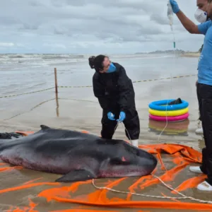 Baleia rara encalha e morre em praia de SC