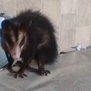 Bombeiros resgatam gambá dentro de casa em São José | Foto: divulgação/ CBMSC 