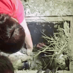 Bombeiros resgatam três cães presos de bueiro em Palhoça