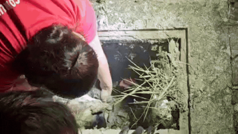 Bombeiros resgatam três cães presos de bueiro em Palhoça